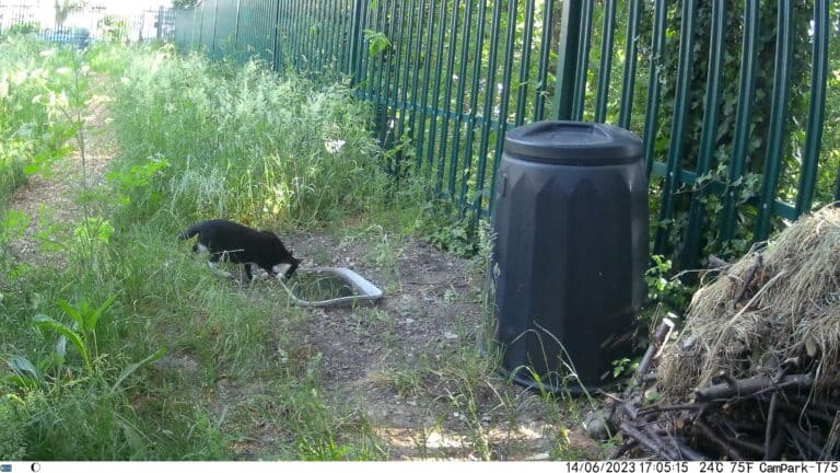 cat