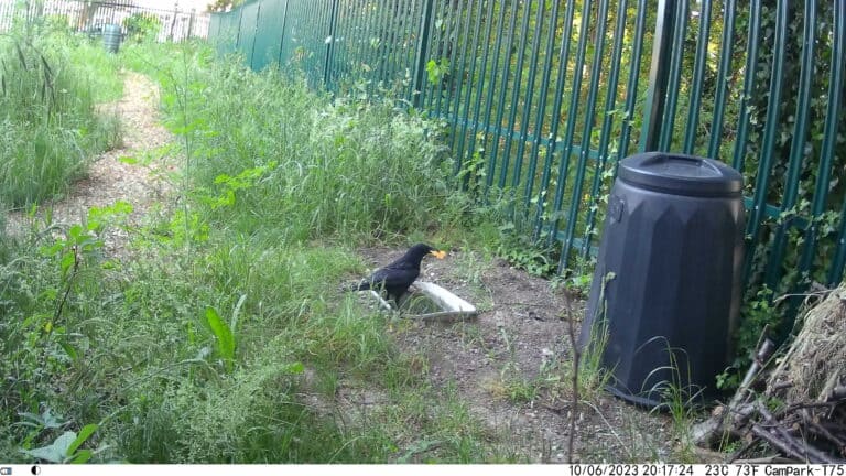 Carrion-crow
