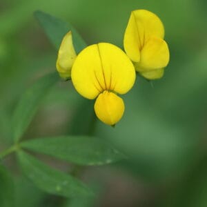 birds-foot-trefoil
