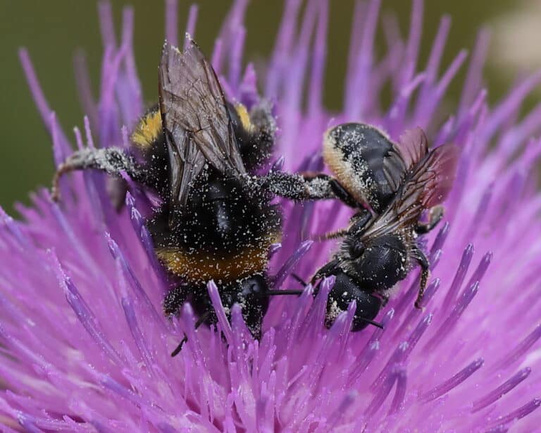 Bumble-bee-Mining-Bee