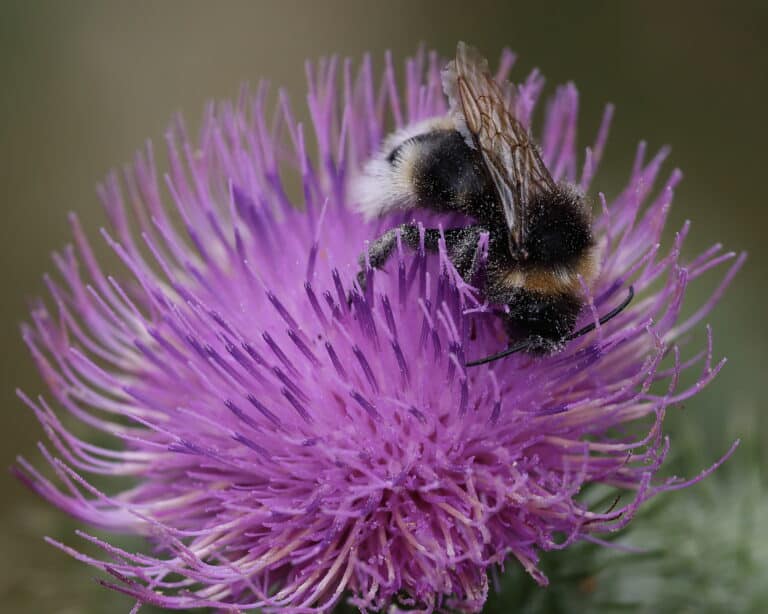 bumble-bee-thistle