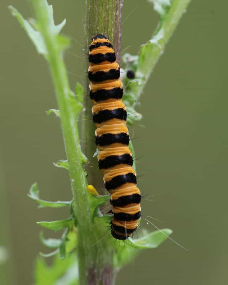 cinnebar-moth-caterpillar-feeding-ragwort