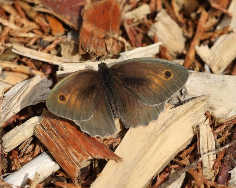 male-meadow-brown