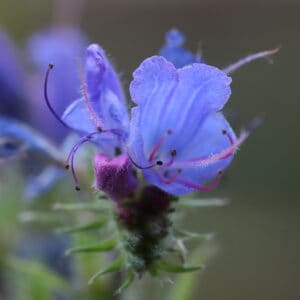VIPERS-BUGLOSS