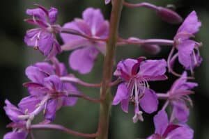 ROSEBAY-WILLOWHERB