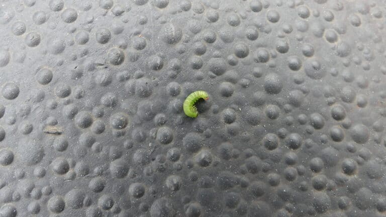 baby-caterpillar