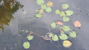 frogbit