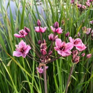 Flowering rush