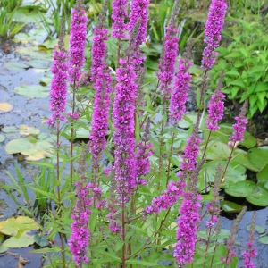 Lythrum_salicara_prurple-loosestrife