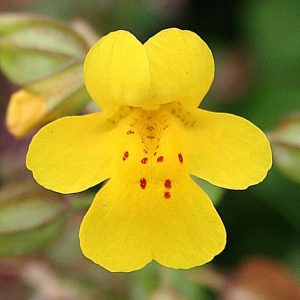 Monkey_Flower