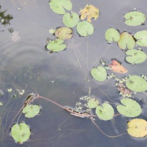 frogbit