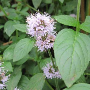 WATER MINT