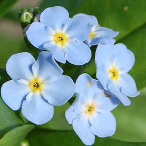 Water Forget-me-not-PLANT