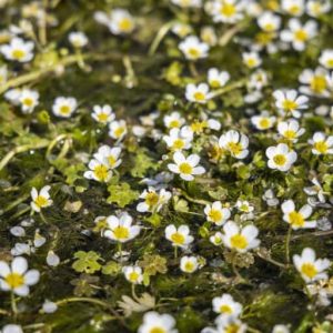 common-water-crowfoot