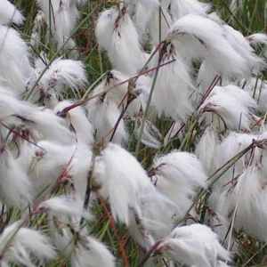 cottongrass