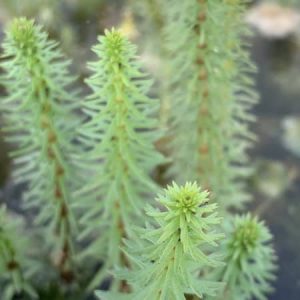 mares tail