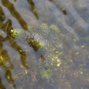 rigid hornwort