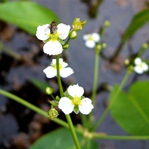 water plantain