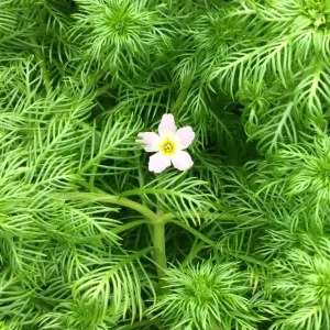 water violet
